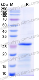 Recombinant Human HS2ST1 Protein, N-His