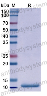 Recombinant Human NLRC3 Protein, N-His