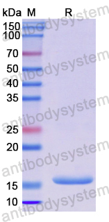 Recombinant Human GDF7 Protein, N-His