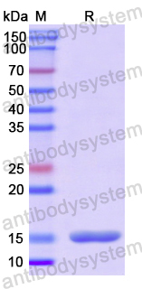 Recombinant Human VTCN1 Protein, N-His