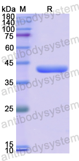 Recombinant Human CCDC60 Protein, N-GST