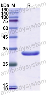 Recombinant Human MGA Protein, N-His