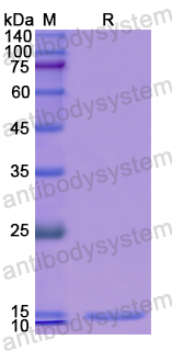 Recombinant Human SLC30A8 Protein, N-His