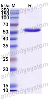 Recombinant Human WWC1 Protein, N-His