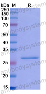 Recombinant Human DNER Protein, N-His