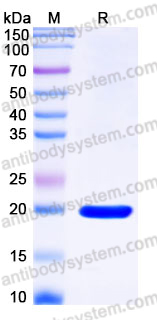 Recombinant Human IL17D Protein, Tag free