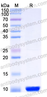 Recombinant Human DEFB104A Protein, Tag free