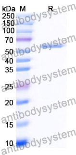 Recombinant Human FRS2 Protein, N-His
