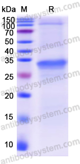 Recombinant Human NRG4 Protein, N-GST