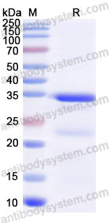 Recombinant Human LEAP2 Protein, N-GST & C-His
