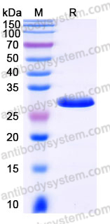 Recombinant Human RGMA Protein, N-His