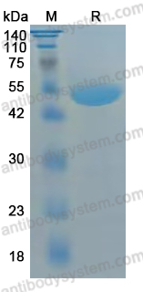 Recombinant Human OTUB1 Protein, N-GST