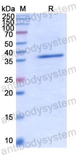 Recombinant Human TAFA4 Protein, N-GST
