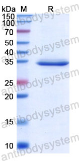Recombinant Human NECTIN4 Protein, N-His