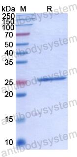 Recombinant Human PGLYRP2 Protein, N-His