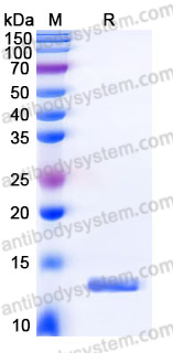 Recombinant Human S100A13 Protein, Tag free