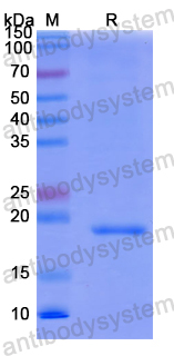 Recombinant Human IL12RB2 Protein, N-His