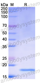 Recombinant Human APOL2 Protein, N-His