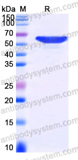 Recombinant Human ACAT2 Protein, N-Trx-His