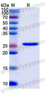 Recombinant Human MDA5/IFIH1 Protein, N-His