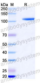 Recombinant Human MDA5/IFIH1 Protein, N-His