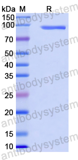 Recombinant Human MDA5/IFIH1 Protein, N-His-SUMO & C-Strep