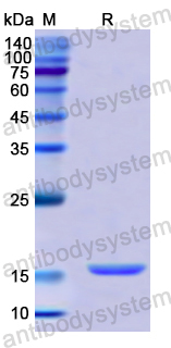 Recombinant Human RNASE7 Protein, N-His