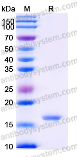 Recombinant Human IL21 Protein, Tag free