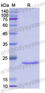 Recombinant Human CD229/LY9 Protein, N-His