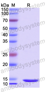 Recombinant Human NXT2 Protein, N-His