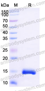 Recombinant Human CCL28/MEC Protein, Tag free
