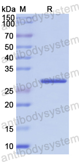 Recombinant Human HELLS Protein, N-His