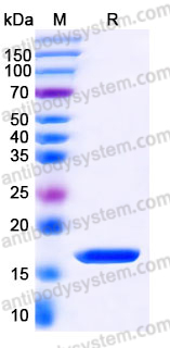 Recombinant Human IL20 Protein, Tag free
