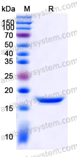 Recombinant Human IL37/IL1F7 Protein, Tag free