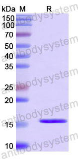 Recombinant Human VAPA Protein, N-His