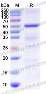 Recombinant Human CD280/MRC2 Protein, N-His