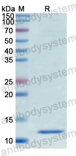 Recombinant Human GHRL Protein, N-His