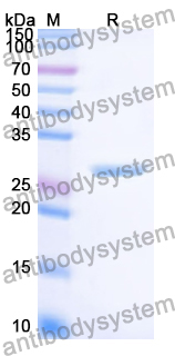 Recombinant Human KLK11 Protein, N-His