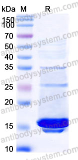 Recombinant Human TAC3 Protein, N-His