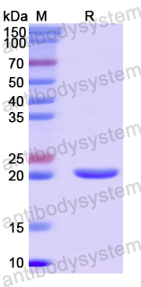 Recombinant Human AKAP11 Protein, N-His