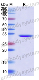 Recombinant Human APLN Protein, N-GST
