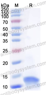 Recombinant Human COL17A1 Protein, C-His