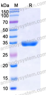 Recombinant Human PPIE Protein, N-His