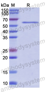Recombinant Human CLEC11A Protein, N-GST