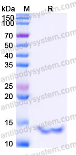 Recombinant Human CCL26/Eotaxin-3/TSC-1 Protein, Tag free