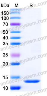 Recombinant Human CCL26/Eotaxin-3/TSC-1 Protein, Tag free