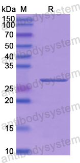 Recombinant Human PCDHB2 Protein, N-His