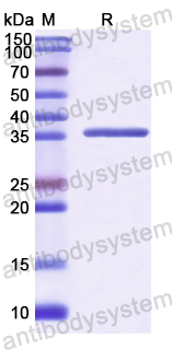 Recombinant Human PCDHB15 Protein, N-His