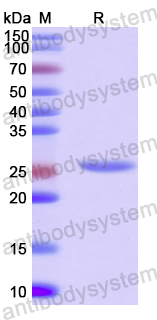 Recombinant Human PCDHA1 Protein, N-His