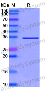 Recombinant Human CORIN Protein, N-GST